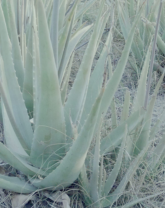 ALOE