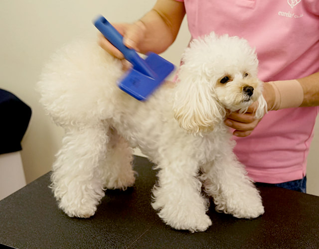 Brushing