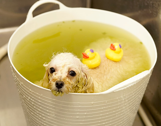 Bathing